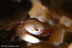 Difficult shot in slight surge with coral crab hiding in ... by Rene Schutte 